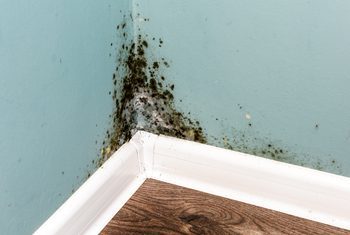Learn How To Kill Mold