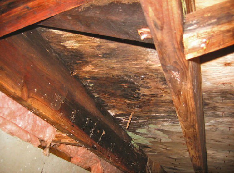 mold in crawl space