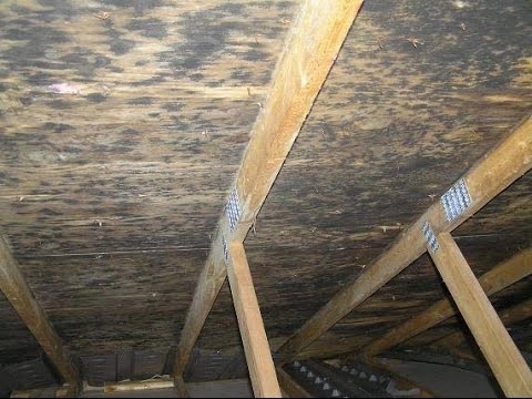Attic Mold Removal