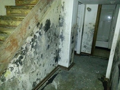 Mold In Basement