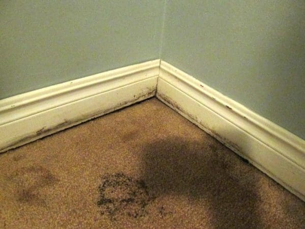 Mold on Carpet