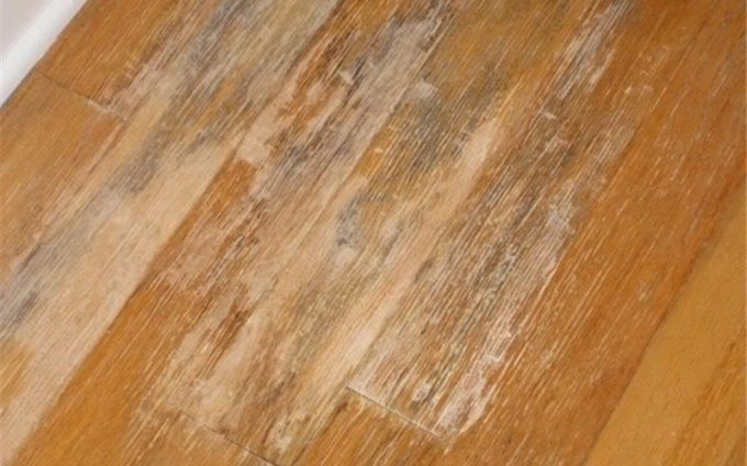Wood Floor with mold