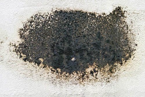 Black Mold