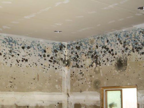 black mold removal from house