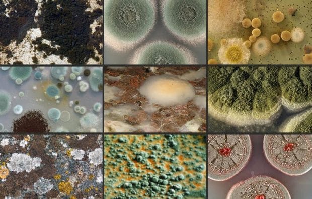 types of mold in home