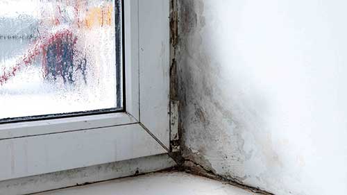 Best Mold Prevention Products for Your Home