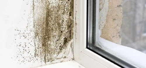 common types of mold