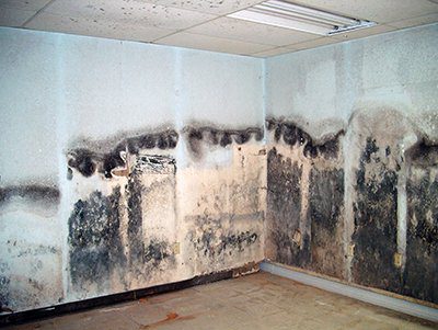 material damaged by mold