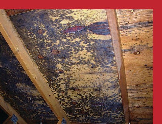 Mold Remediation Cost  Eliminating Mold in Household