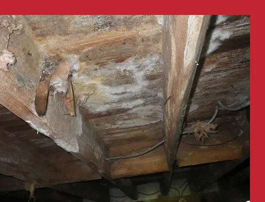 Mold in Crawl Space cost