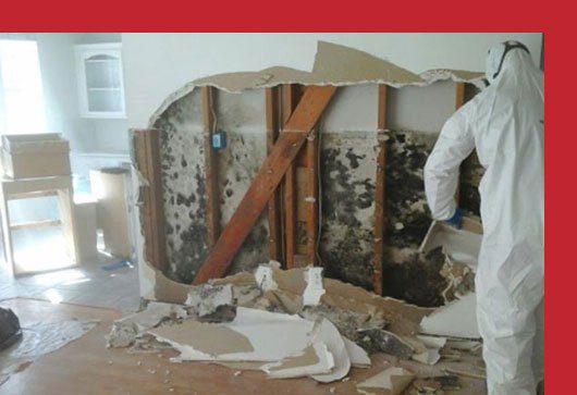 Mold Removal & Remediation New York - Bronx Mold Inspection