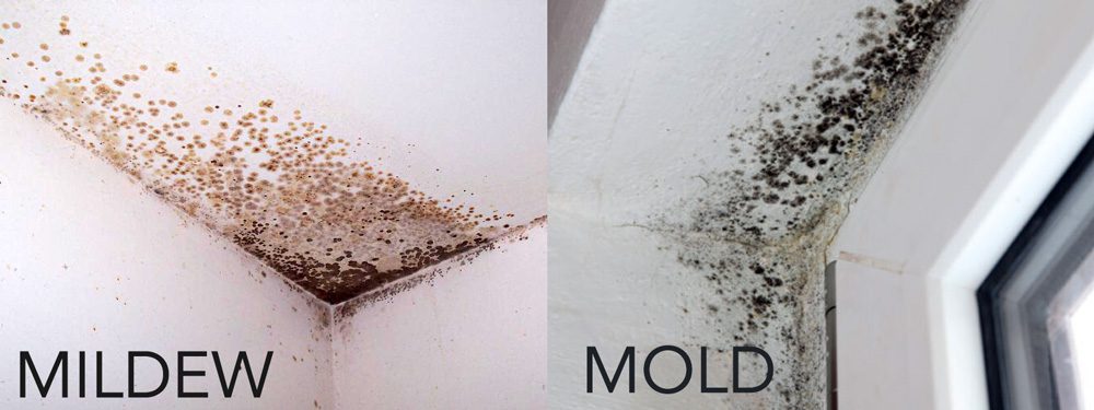 Comparing mold and mildew
