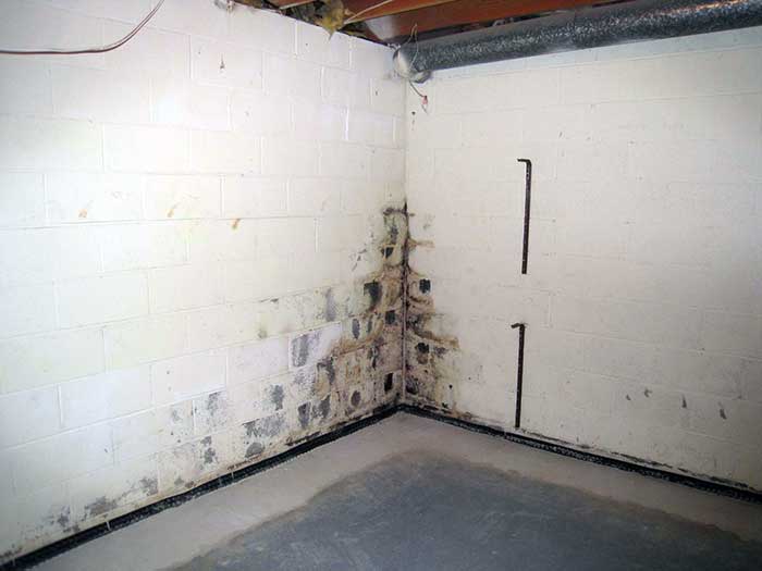 Close-up view of mold in a basement