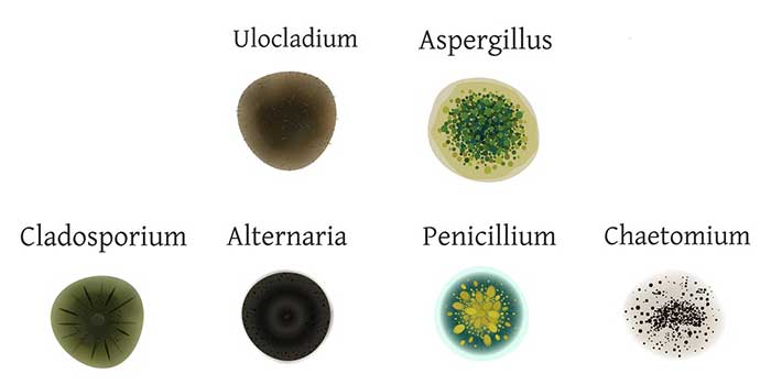 Various forms of mold